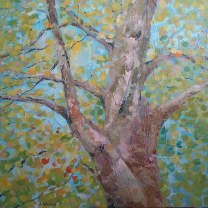 Plane Tree